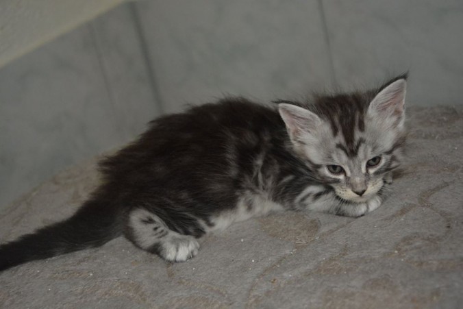 20621913_752534874954881_5321659838260232078_n