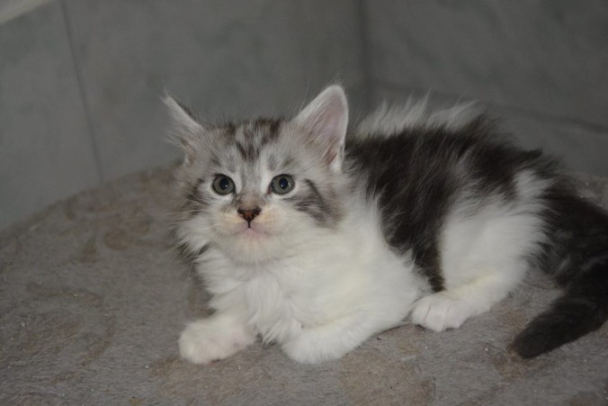 20622200_752541981620837_6709612824874562864_n