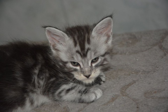 20622219_752534878288214_1098445099689355786_n