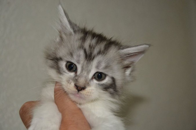 20622270_752541834954185_1624935485910898485_n