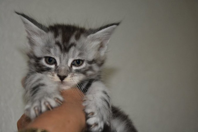 20638252_752534991621536_4970660874808995558_n