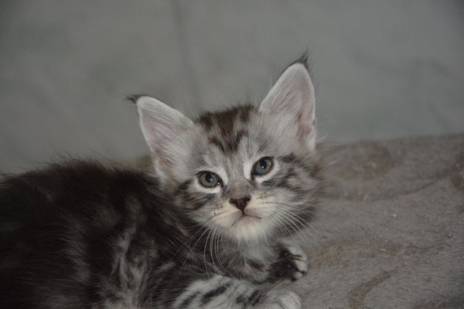 20638720_752534871621548_2058066422571819321_n