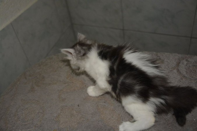 20638793_752541838287518_5304074114791408043_n