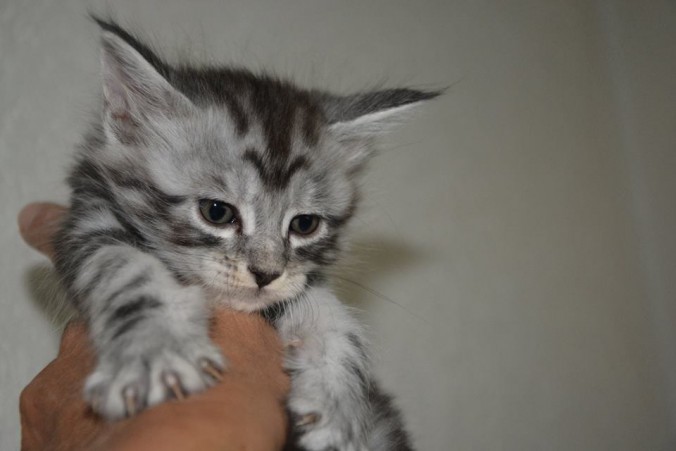 20664009_752534978288204_3378482105635642206_n