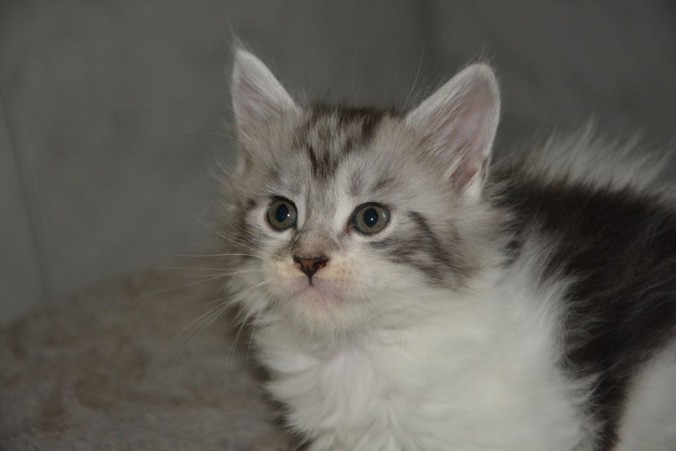 20708364_752541831620852_6526317829532937616_n