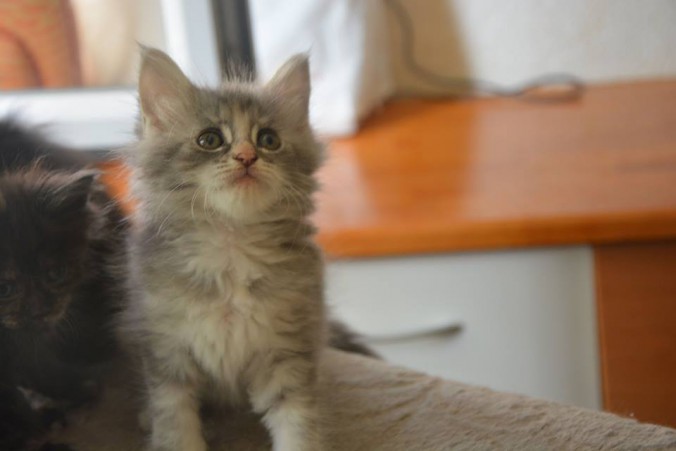 20799517_756307271244308_4579276080788963994_n