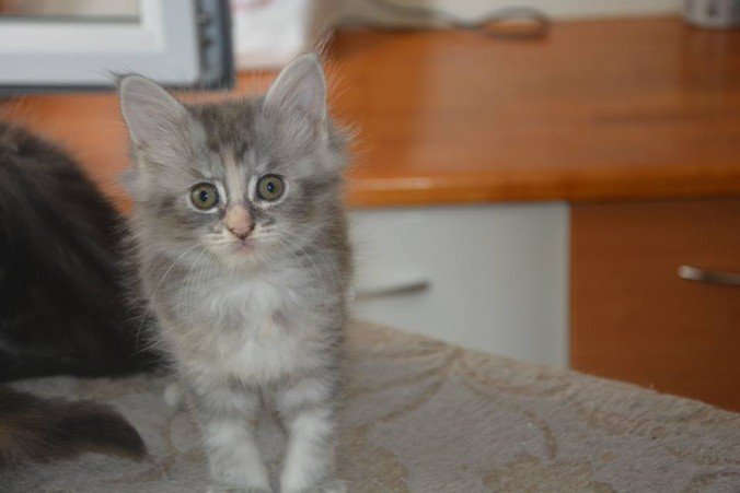 20841779_756307284577640_5371558527717460990_n