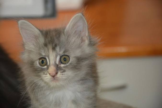 20882795_756307701244265_3191199125182990121_n