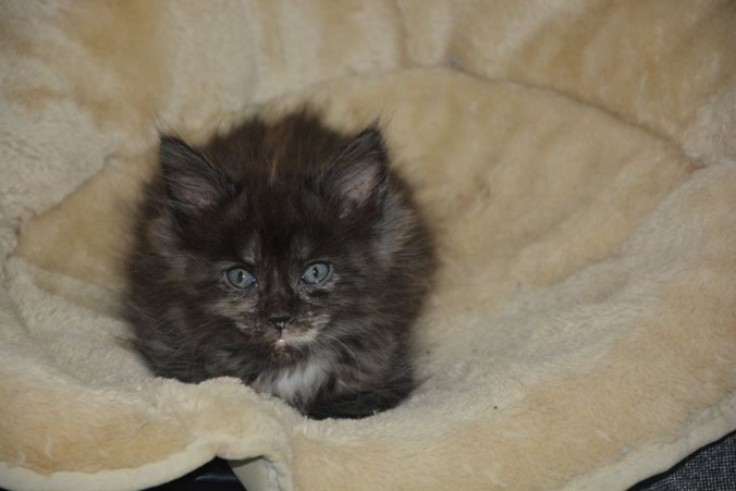 20993064_760149630860072_3616940716755461976_n