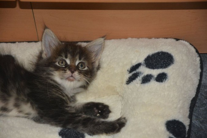 20993837_760145237527178_6061582977887639158_n