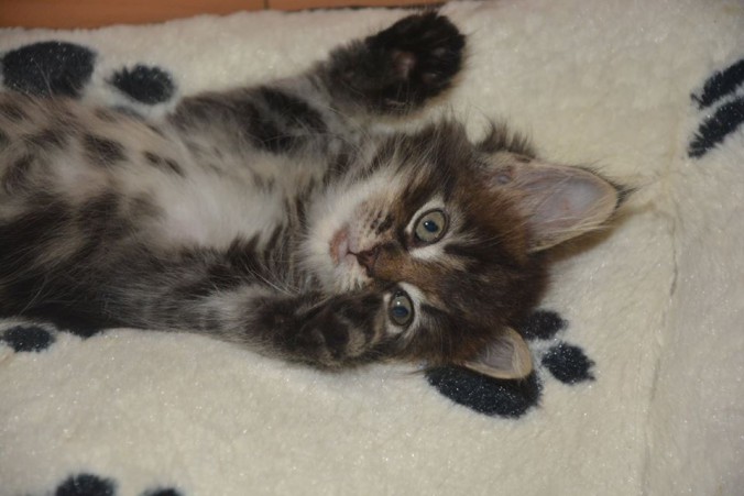 21032301_760145910860444_5283512386464086418_n