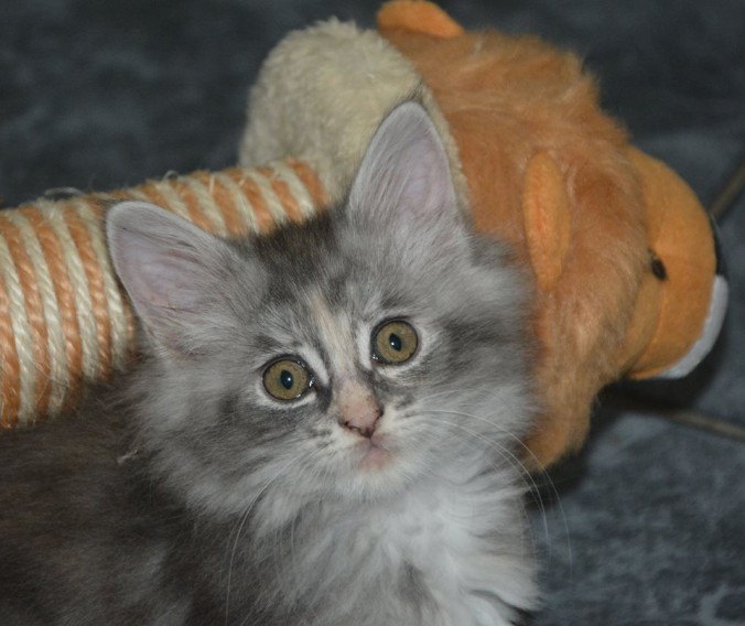 21032399_760131787528523_8462097768886734407_n