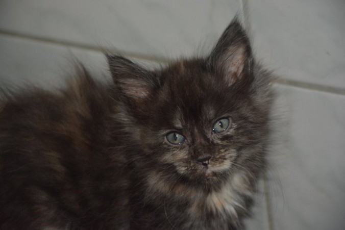 21032461_760149850860050_1693608659482654461_n - Copie