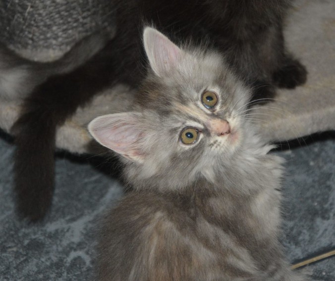 21032738_760131550861880_8802666690733342178_n