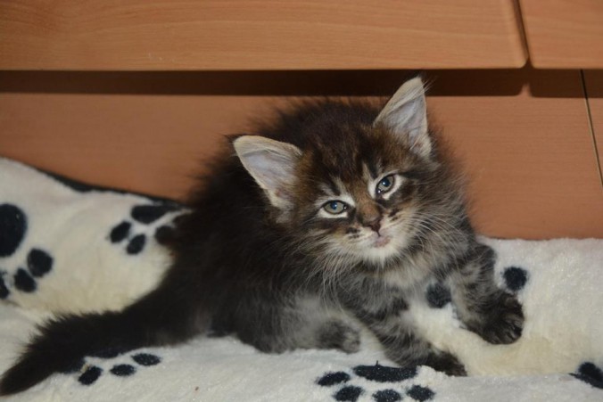 21034266_760145524193816_4144637782759851770_n