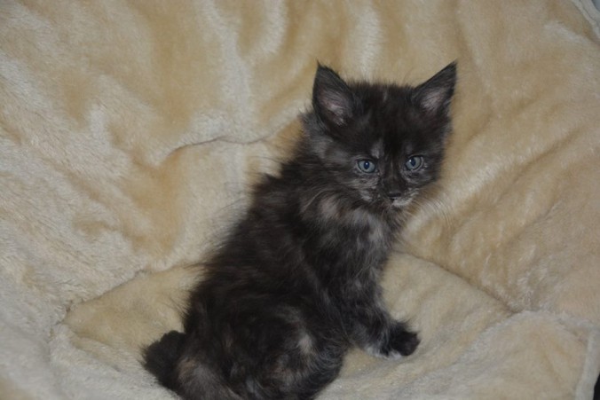 21077299_760150027526699_4043918016250562609_n