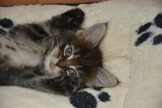 21077429_760145624193806_6645911776325098404_n