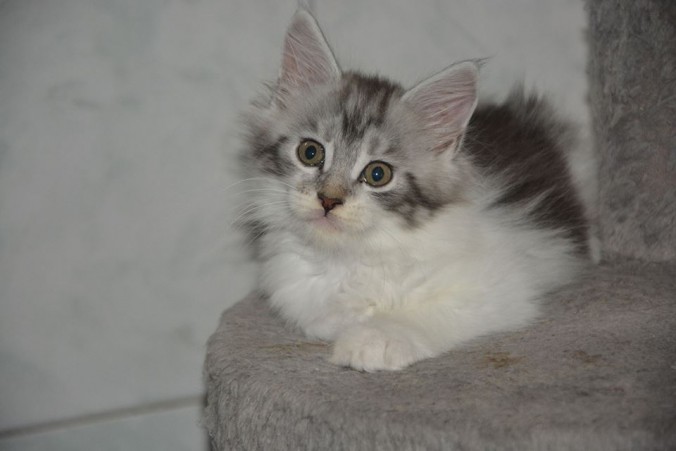 21077541_760135957528106_3422313052592569333_n