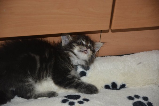 21078857_760145457527156_6005819348680276205_n