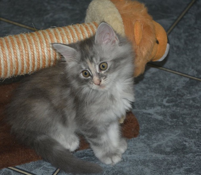 21105437_760131887528513_8455912432449664707_n