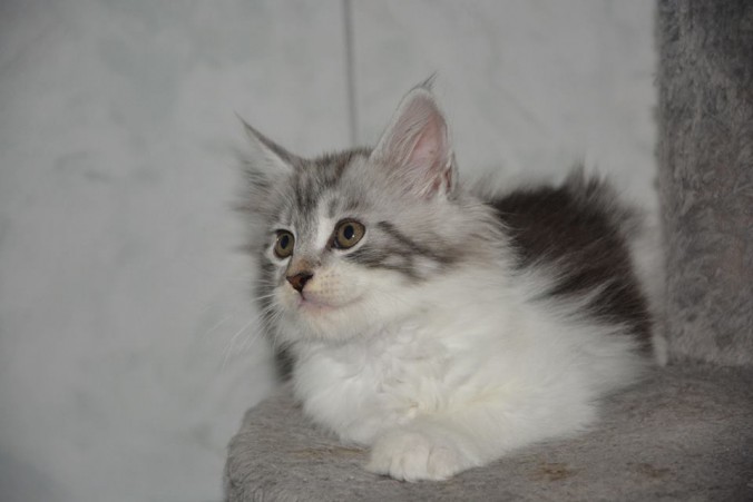 21105489_760135794194789_112486779406233246_n