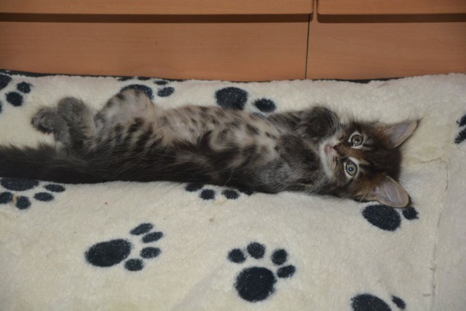 21106800_760145730860462_8593648575438686992_n