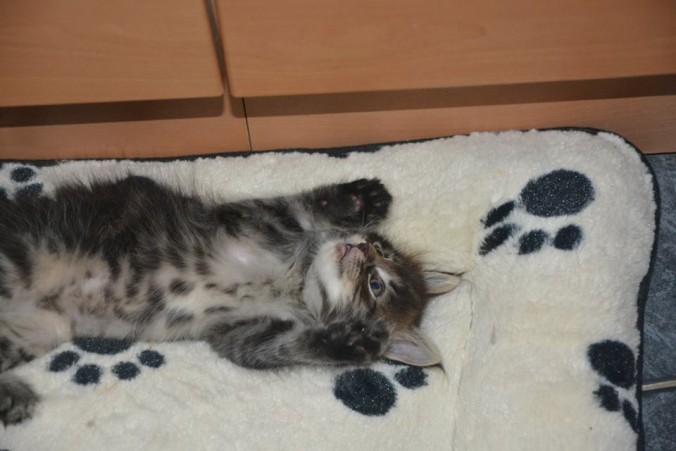 21150131_760145380860497_4012012828279192283_n