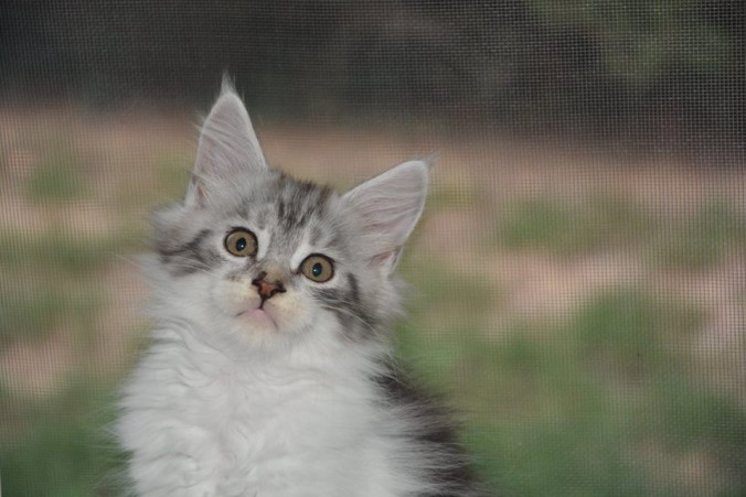 21231697_764002103808158_5234991560005105227_n