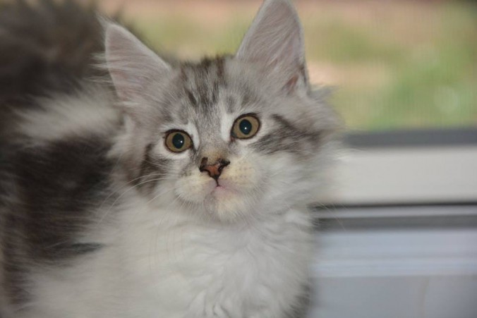 21270795_764002213808147_2338012329360186693_n