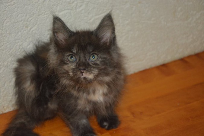 21369296_765586903649678_4574288946794307528_n