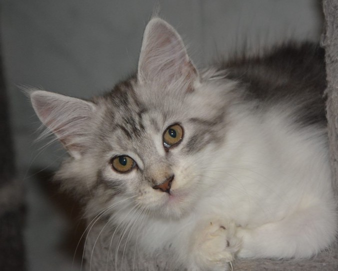 21751795_767636076778094_5702416219547755539_n