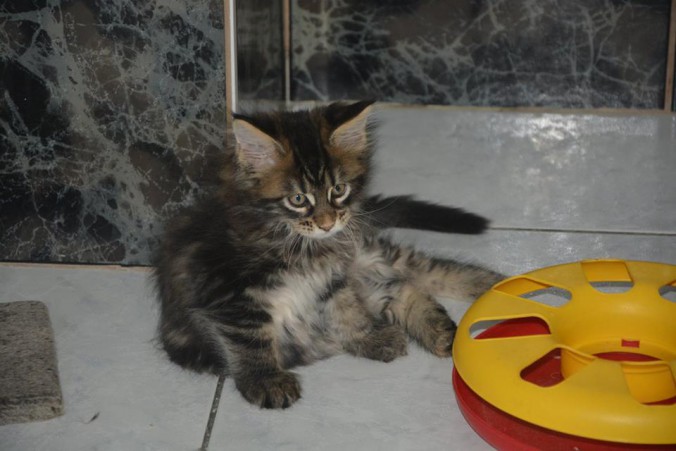 21768098_774928712715497_8888996969318657698_n