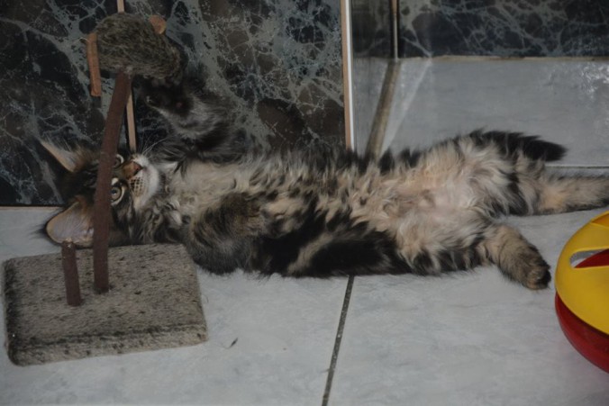 22007985_774928932715475_2188297897844078457_n