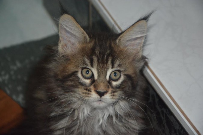 22008074_774929402715428_7946507889892265912_n