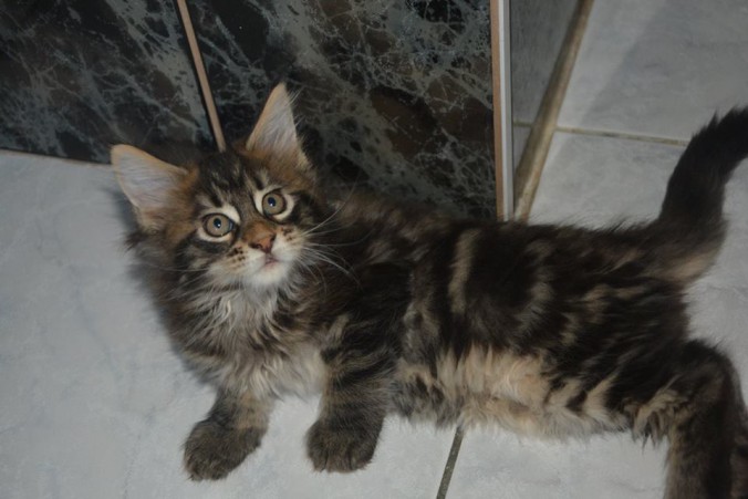 22008134_774929562715412_7547947498740439287_n