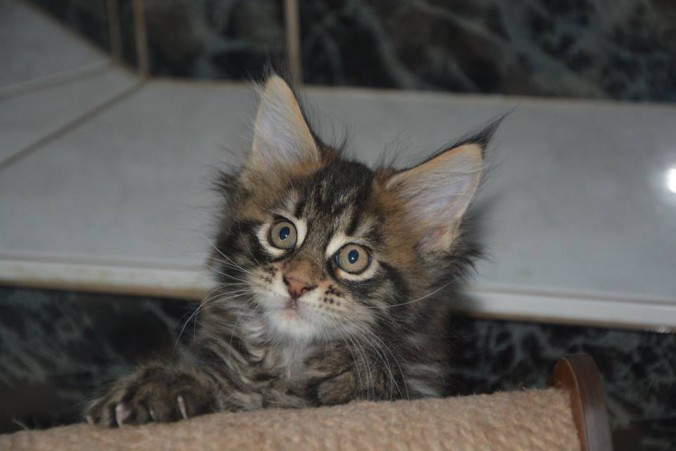 22045800_774929606048741_7377076008409422794_n