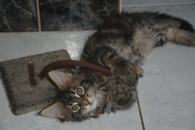 22046512_774929506048751_8116681708372610064_n