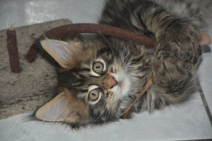 22046552_774929066048795_800080328852960076_n