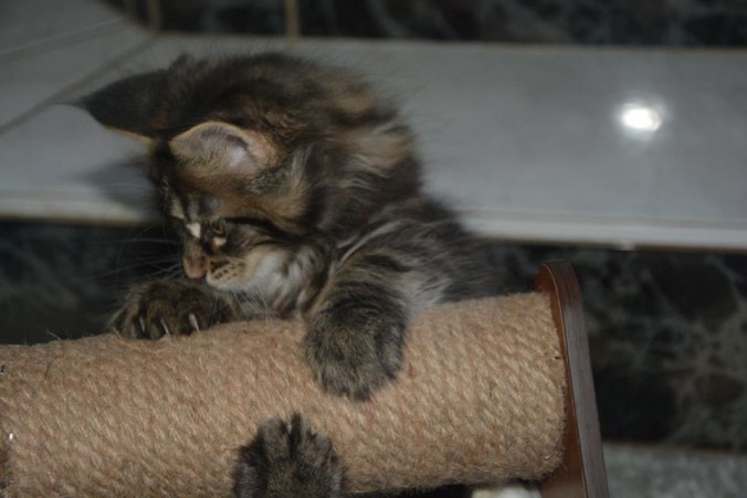 22089127_774928969382138_4778782426390314823_n