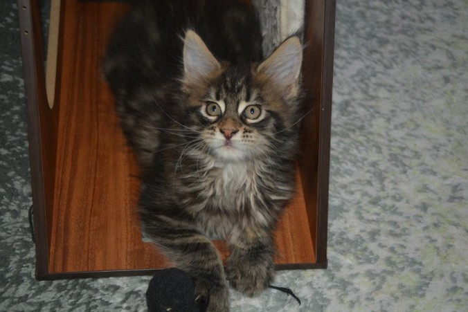 22140804_774929002715468_4991566534405619494_n