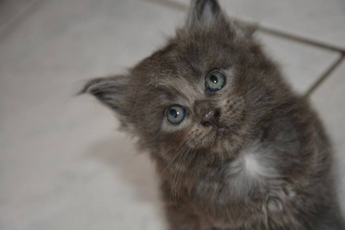 24176709_803885173153184_6637153847027319645_n