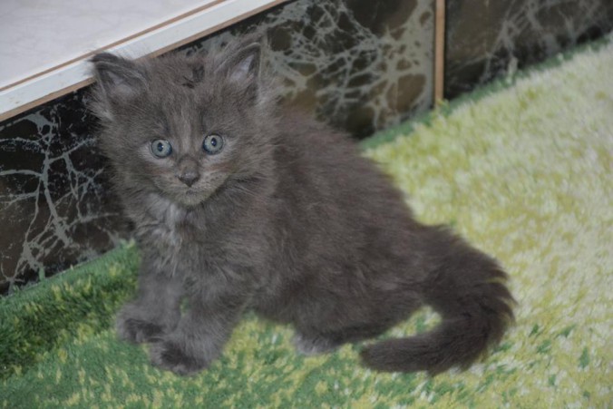 24177129_803885186486516_1792670211394465968_n