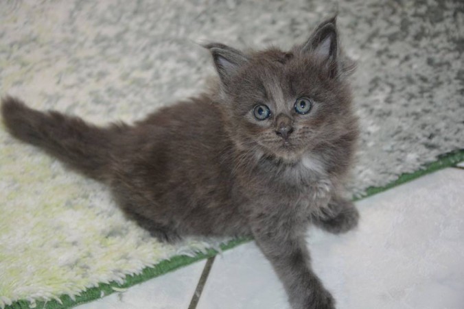 24231931_803885246486510_1735328761249163089_n