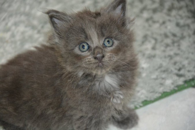 24232619_803885183153183_7860347545426452219_n