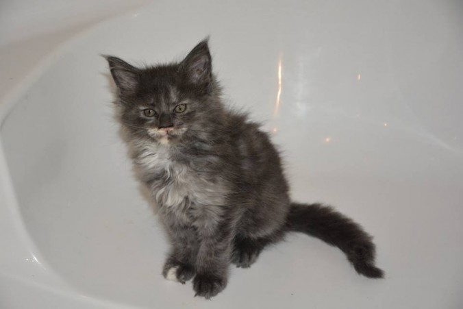 24909995_808822115992823_1228132377009139109_n