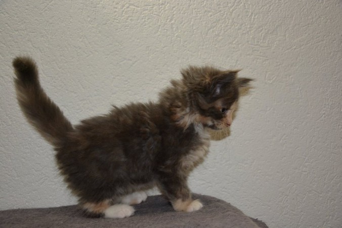 24993268_809327082608993_4711666715807248354_n