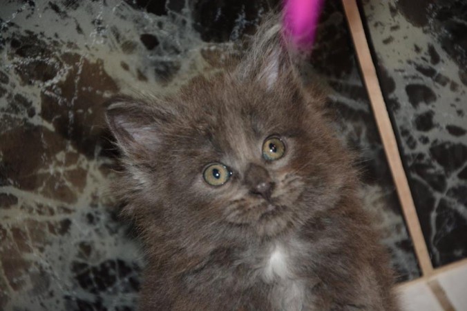 24993509_809329932608708_8594180274360361060_n