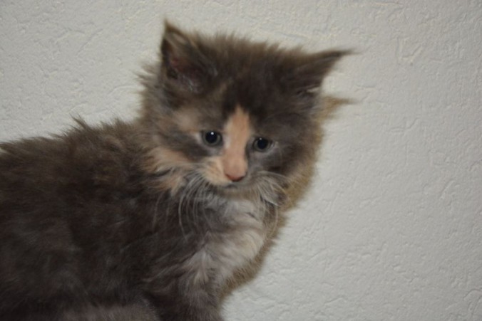 25158273_809326959275672_6380094073926076099_n