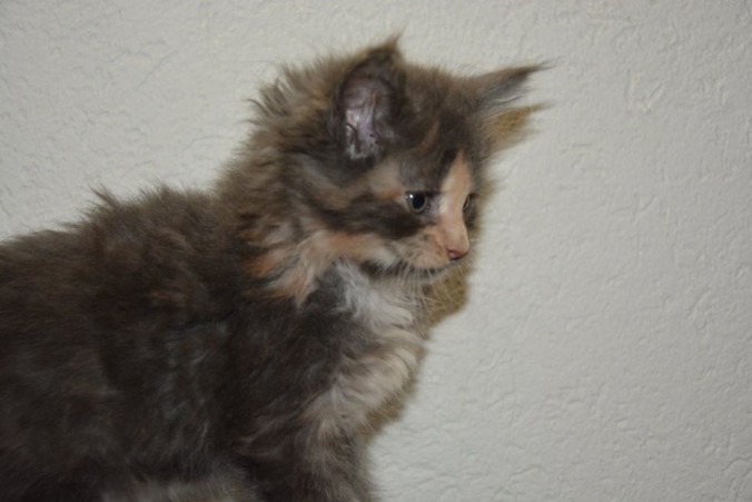 25289570_809326955942339_5160807183344538149_n