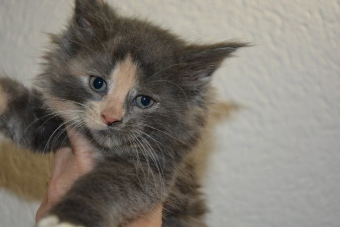 25299011_809327045942330_5797732229586769719_n